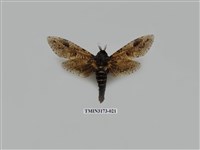 藏品(梟斑蠹蛾)的圖片